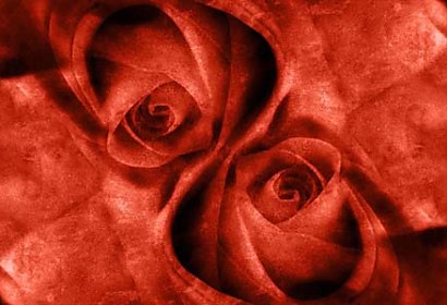 Fototapeta - Rozkvetlé růže 4400
